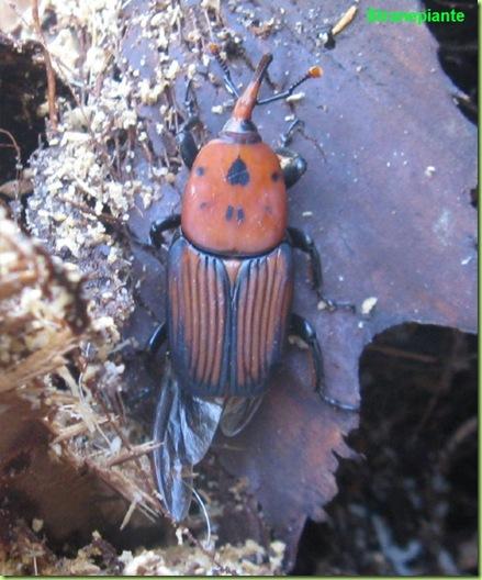 Rhynchophorus ferrugineus punteruolo rosso palme