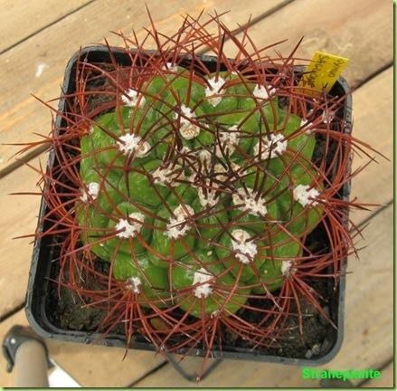 Gymnocalycium saglionis bagnato