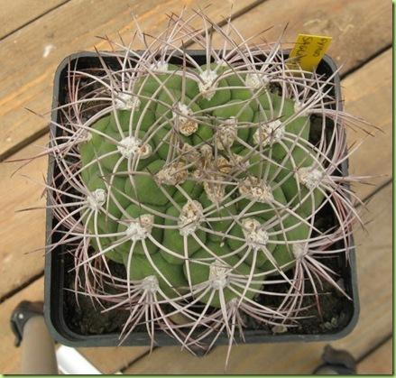 Gymnocalycium saglionis asciutto