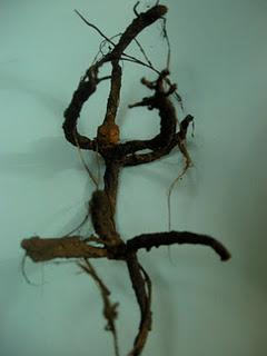 albero vivente quasi finito