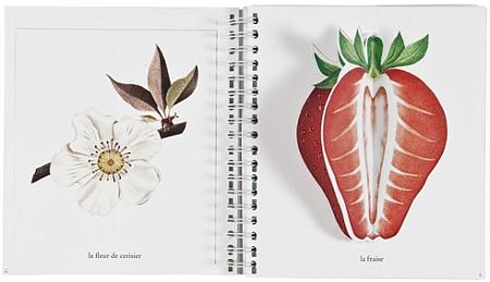 primavera estate - topipittori