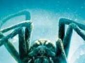 spiders