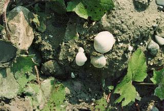 Ricerca di idrocarburi liquidi nel Comune di Fidenza e nei comuni limitrofi: la giunta si esprime.