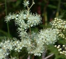 Fitoterapia ed omeopatia si : Spirea Ulmaria, acido salicilico ed infiammazione.