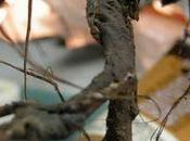 albero vivente finito imbasettato