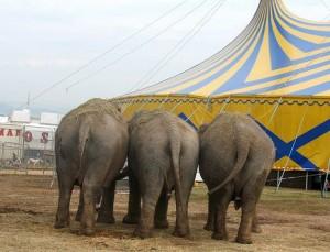 circo elefanti animali