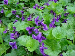 Viola mammola