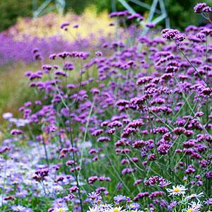 Verbena