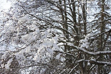 MANY random photographs from... Champoluc