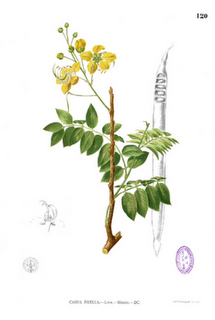 Ratchaphruek o Cassia fistula, fiore e pianta nazionale in Thailandia.