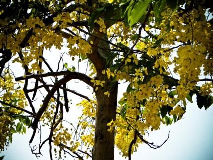 Ratchaphruek o Cassia fistula, fiore e pianta nazionale in Thailandia.