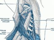 Sclerosi Multipla: nuovi importanti studi Metodo Zamboni