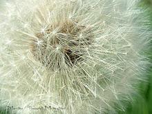 NATALE  IN  VETRINA :  Dandelion