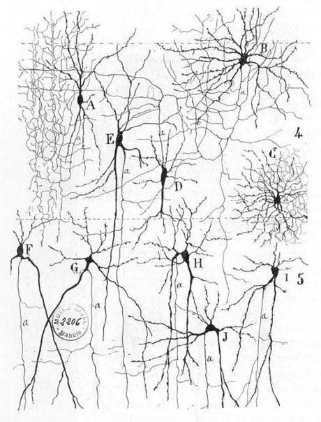 SLA: staminali cerebrali in Italia