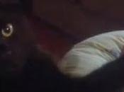 gattino fatto addormentare bambino