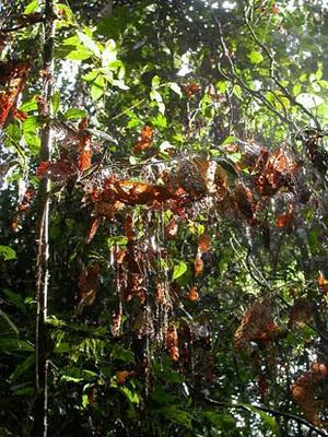Invisibile rete di funghi svolge ruolo cruciale nella foresta pluviale foresta fungo insetti
