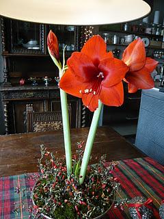 Decorazione di Natale con Amaryllis rossi