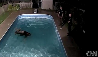 Dalla bara allo stadio all'alce nella piscina: le 30 notizie più curiose dell'anno 2011