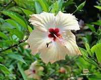 Un hibiscus bianco