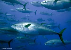 IL PESCE DA PREFERIRE A NATALE