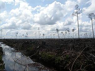 Indonesia: sempre più bugie, sempre più deforestazione