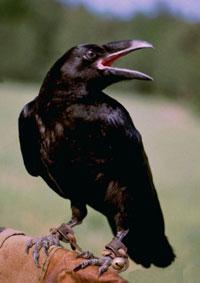 334– L’ANTICRIBBIO