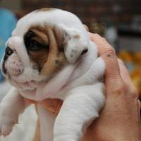 immagine-cucciolo-cane-bulldog