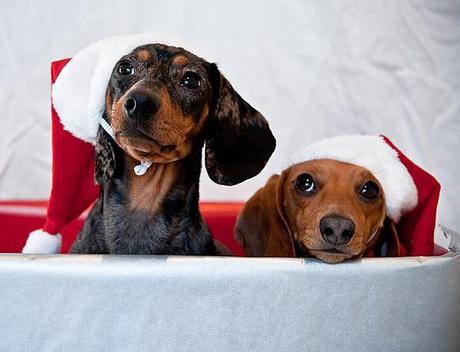 natale per gli animali domestici