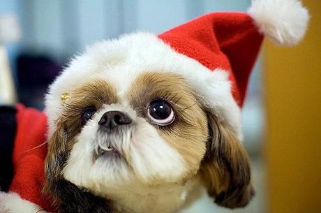 natale per gli animali domestici