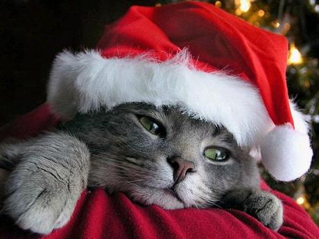 natale per gli animali domestici