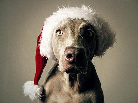 natale per gli animali domestici