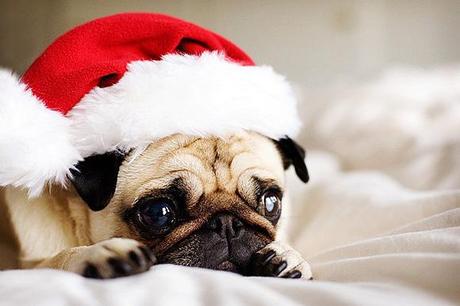 natale per gli animali domestici