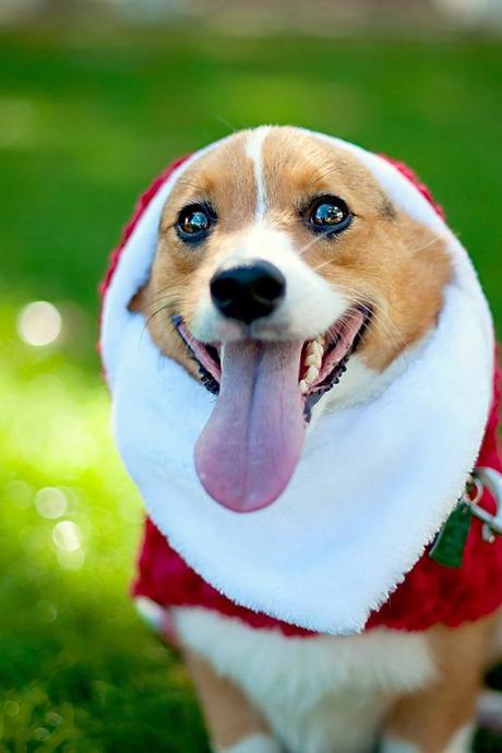 natale per gli animali domestici