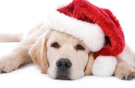 natale per gli animali domestici