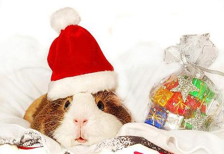 natale per gli animali domestici