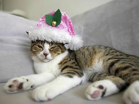 natale per gli animali domestici