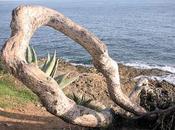 courant ligure" villa Kérylos