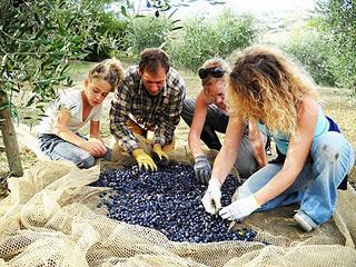 Adottato l’olivo secolare del Sindaco di Martignano del Salento leccese. E il tuo Comune?