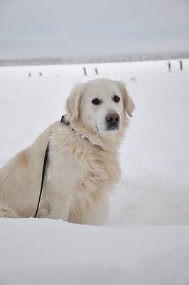 Neve, Neige, Snow, Lumi