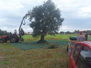 I giganti del Mediterraneo in ginocchio per produrre olio di qualità