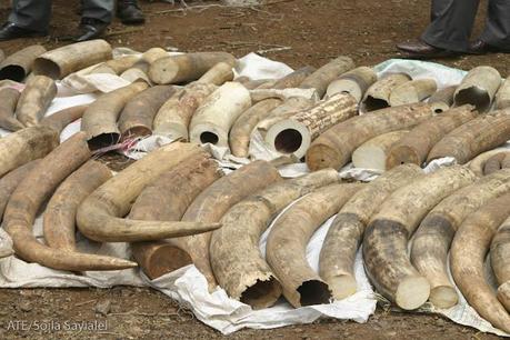 L’anno orribile degli elefanti: ne hanno uccisi 2500 per trarne l’avorio