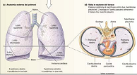 Anatomia - I polmoni