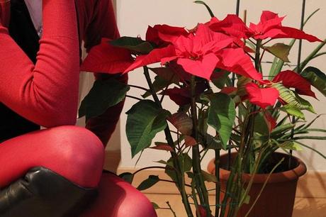 Poinsettia the Christmas star flower