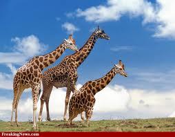 Le tre giraffe