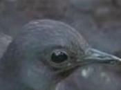 morto l’uccello imitatore dello Adelaide