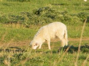 Sardegna: agnello IGP. Era ora! Indicazione Geografica Protetta per gli agnelli sardi