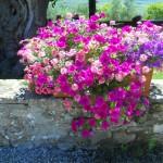 cassetta fiorita con petunie e verbene colorate