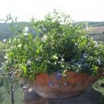 composizione in vaso con campanula blu e solanum bianco