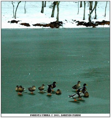 FOTO - Laghetto di Umbra ghiacciato (con germani reali)