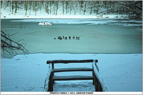 FOTO - Laghetto di Umbra ghiacciato (con germani reali)
